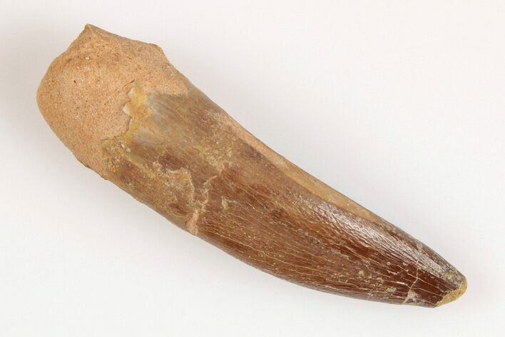 Fossil Plesiosaur (Zarafasaura) Tooth - Morocco #202012